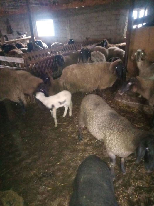 Vand oi carabase dobrotesti teleorman