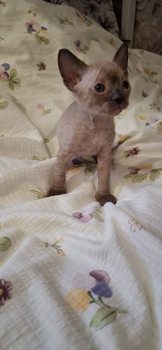 Мальчик сфинкс  велюровый