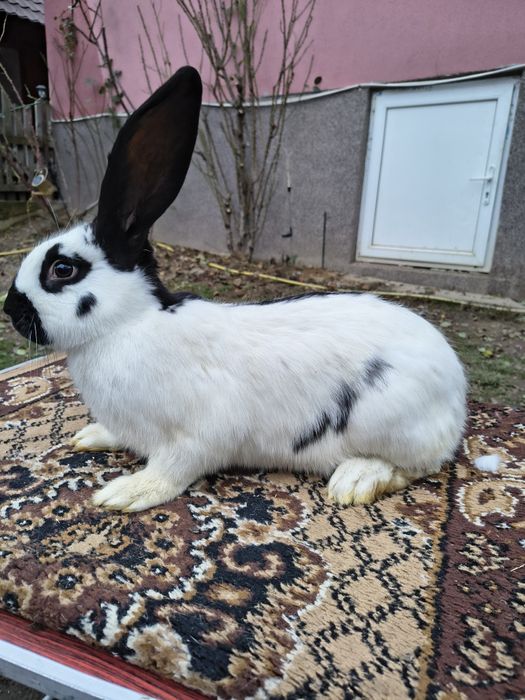 Mascul Pestriț German