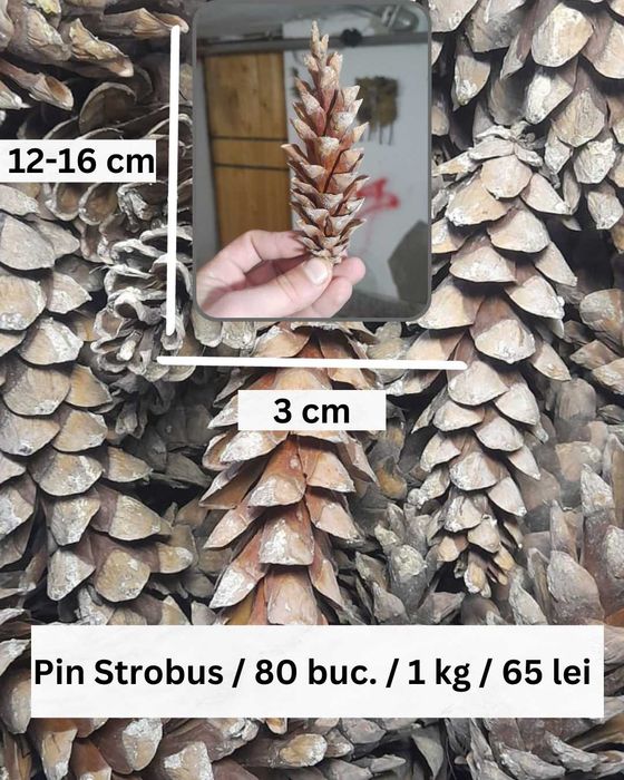 Conuri Brad / Molid Naturale pentru Decorațiuni