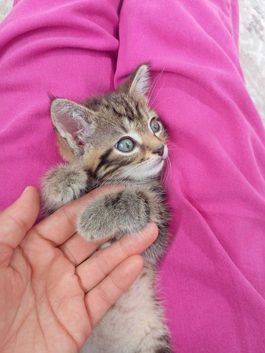 Отдам в добрые руки котенка мальчик