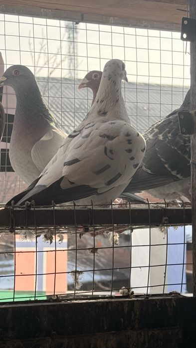 Спортивные голуби