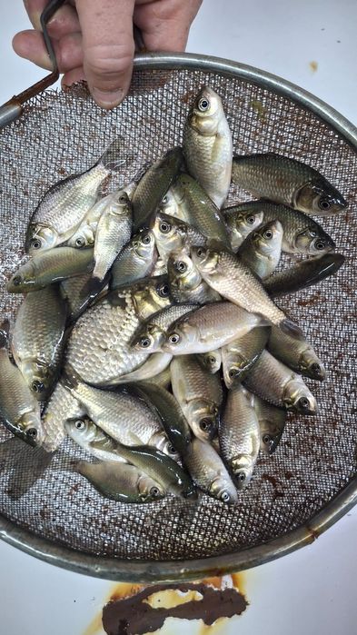 Живец карасик в наличие