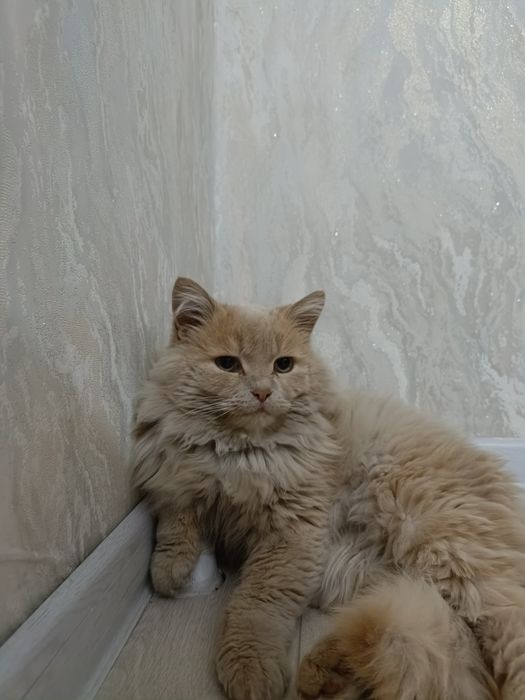 Кот завут Федя .