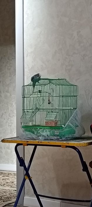 Продается попугай