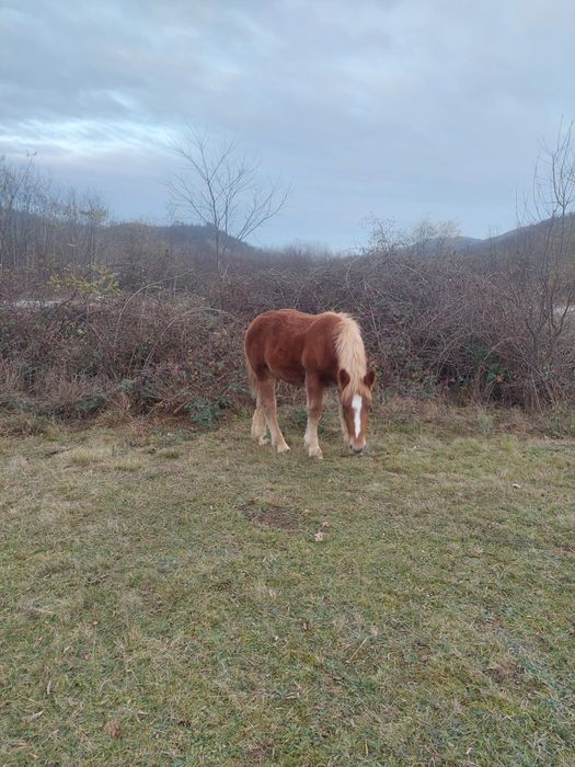 Se vand, manza sarga si murga .