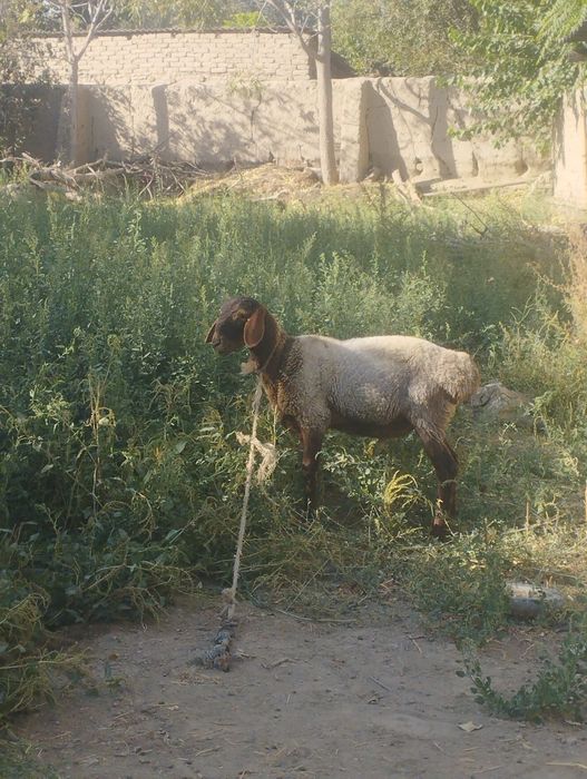 Mana shu quchqor sotiladi