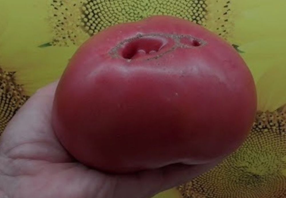 Овощи с поля без ГМО