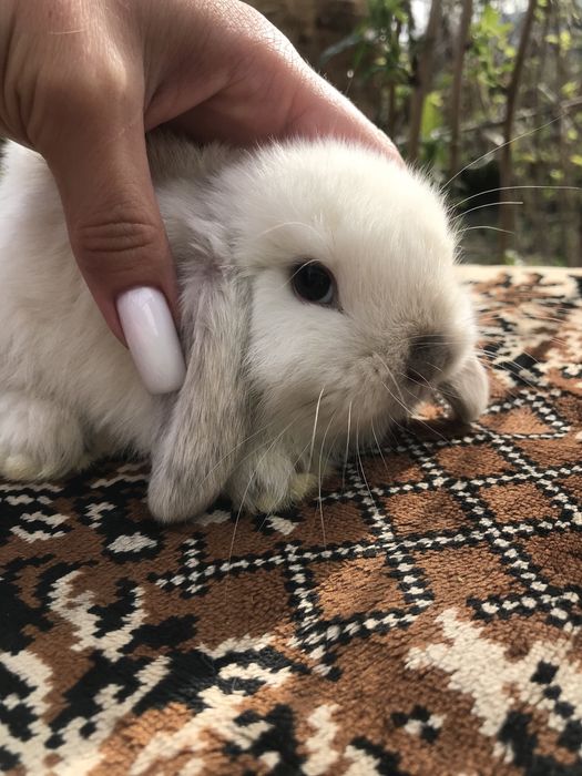 Кролики декоративные ккрликовые