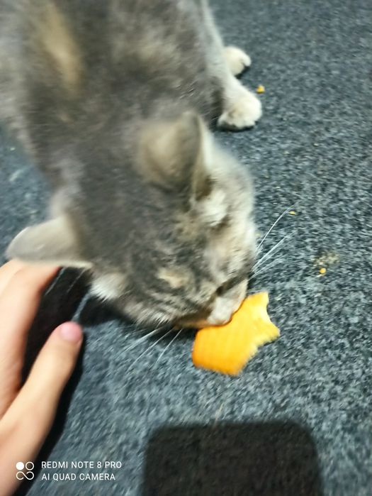 Allegrovaning mushuk surati