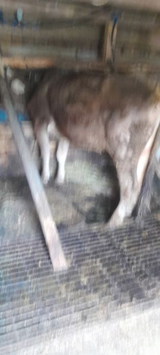 Vând vaca bruna de MM