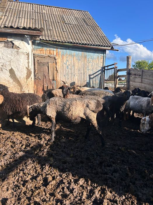 Продам племенных баранов
