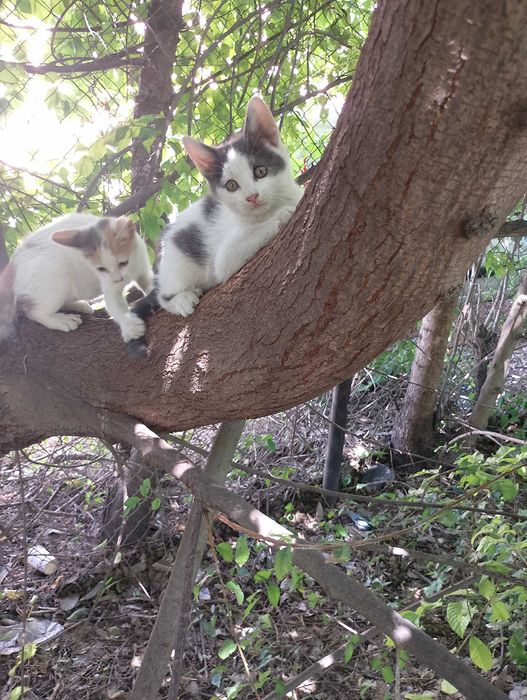 Подарявам малки котета