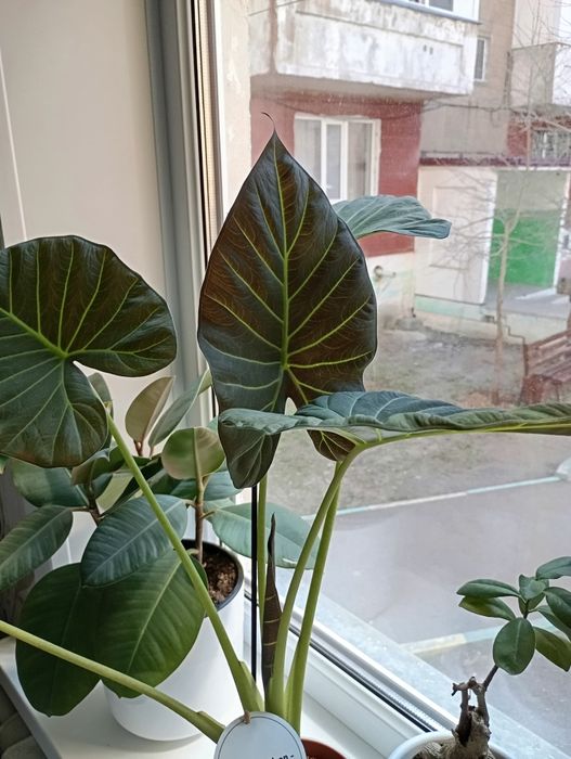 Продаются детки алоказии