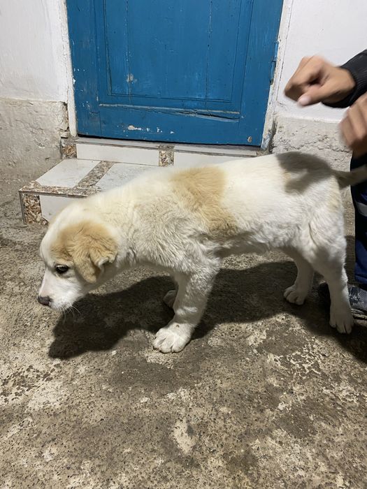 Алабай күшік сатылады