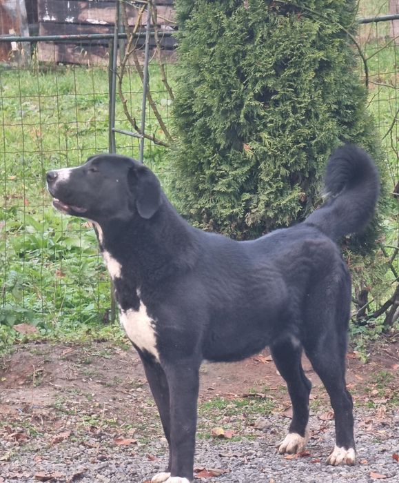 Femela asia centrala 1.2 ani