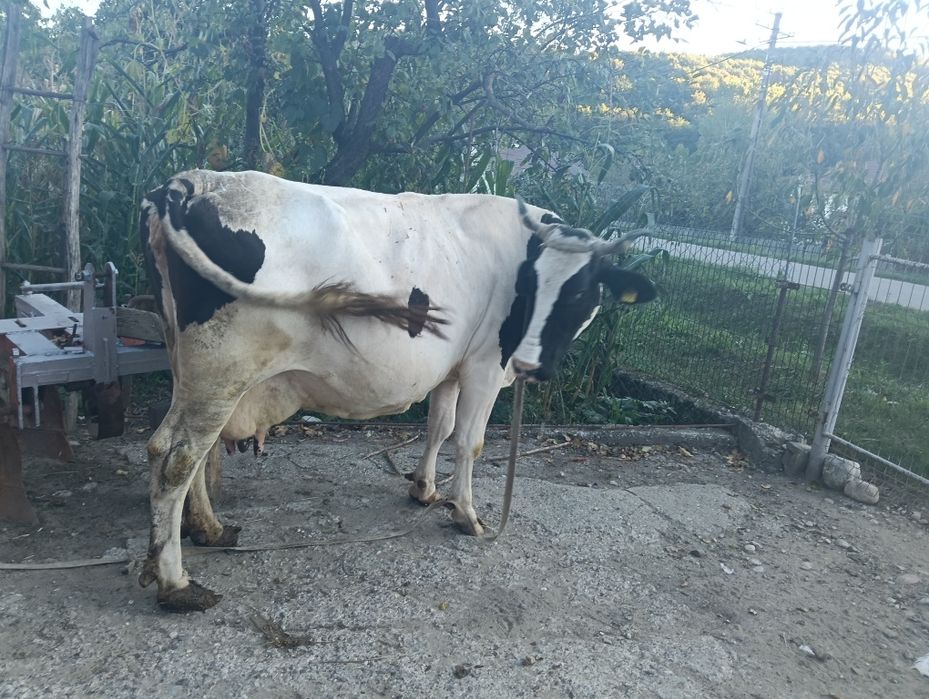 Vaca gestanta in 5 luni