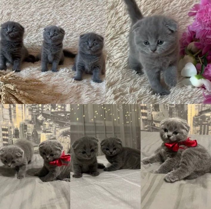 Шотландские вислоушки!