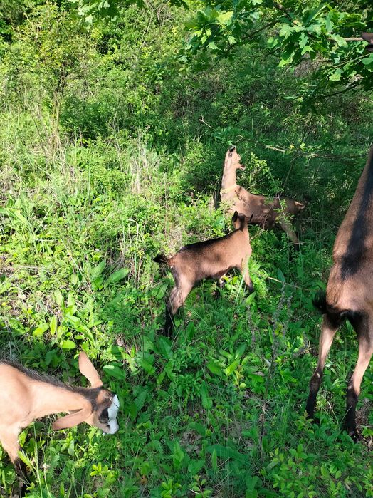 Vând capre Alpina franceza femela și ieduțe și un țap pentru montă
