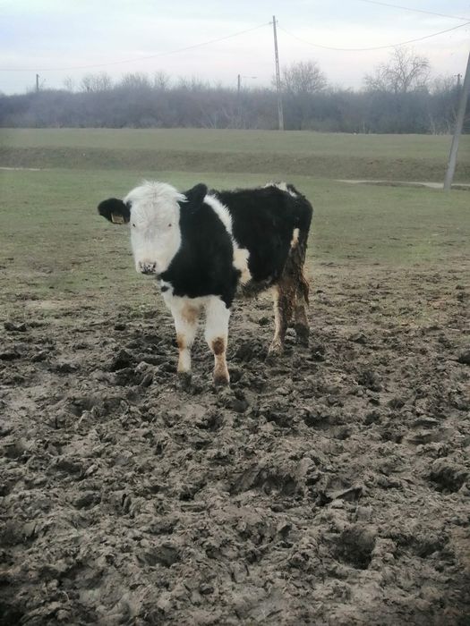 Vând vițea de 10 luni