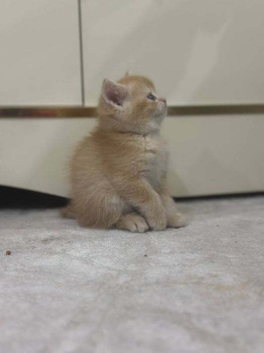 Britaniya kalta yungli mushugi