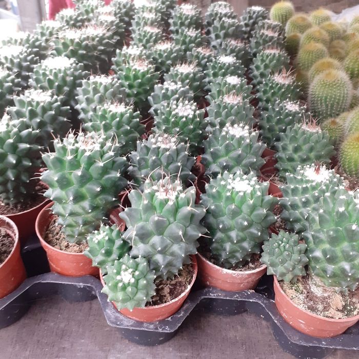 Cactuși și plante suculente
