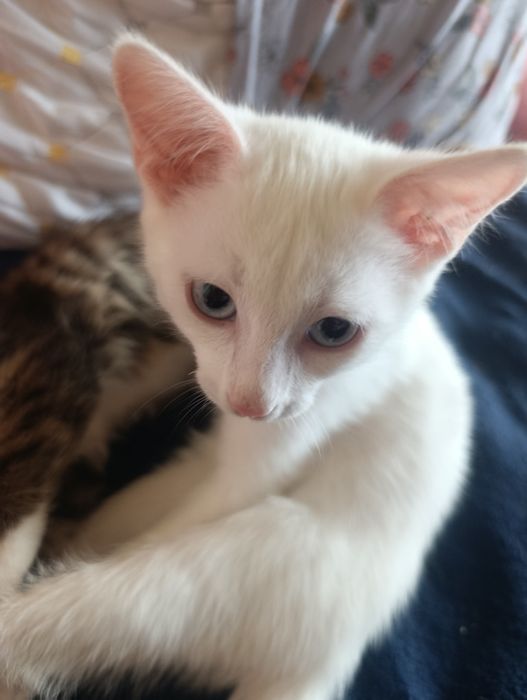Отдаю котят в добрые руки!