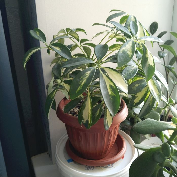 Домашний растения