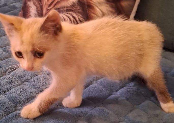 Котенок малыш в добрые ручки