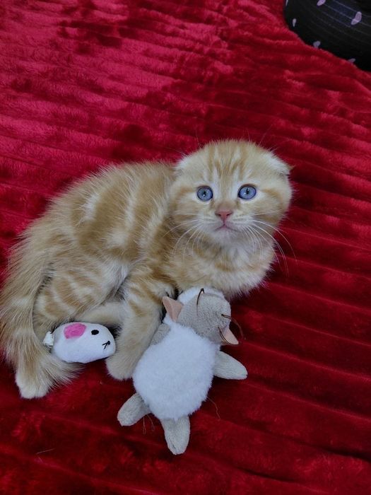 Котята мимишные.