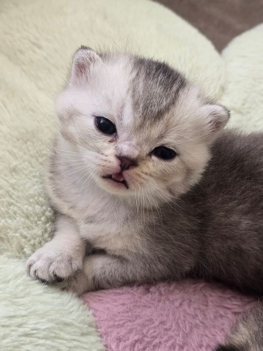 В продаже имеються котята