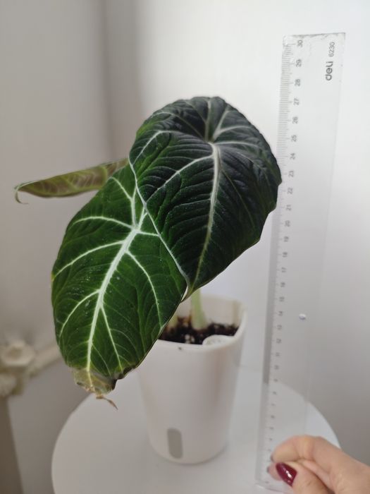 Алоказия домашняя