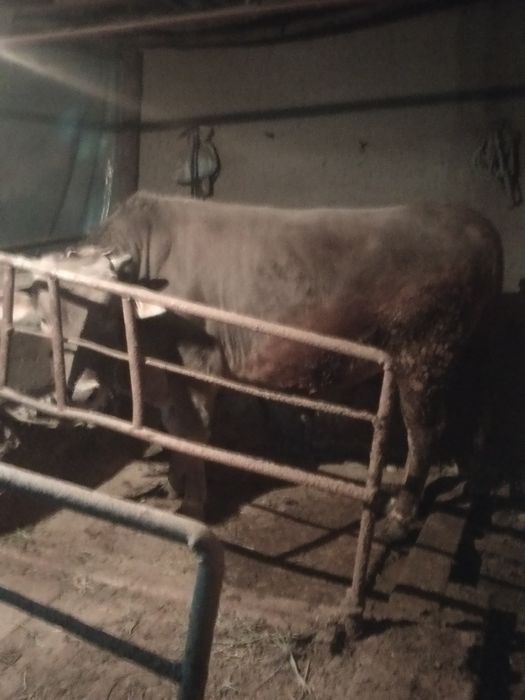 Qashqadadaryo shaxrisabz