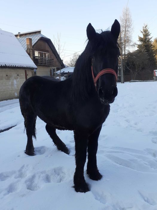 Mînz de vînzare foarte cuminte fără defecte .