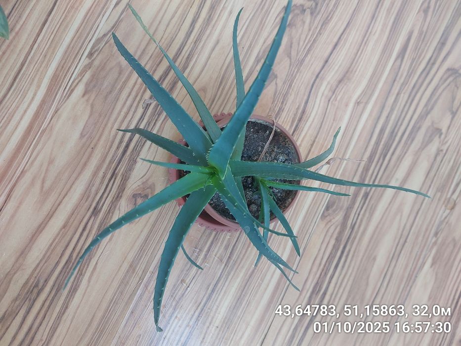 Продам комнатный цветок