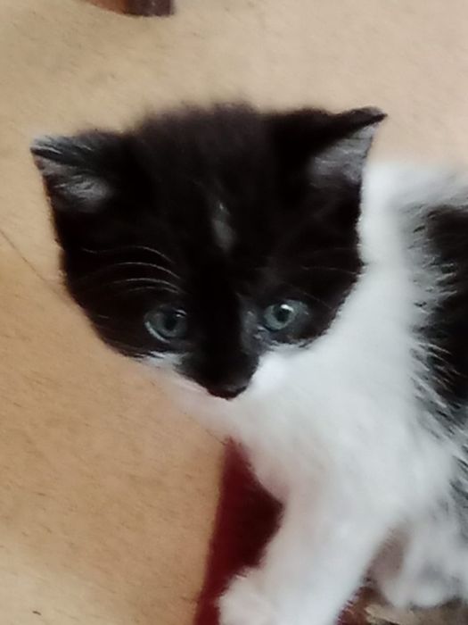 Котята отдам даром