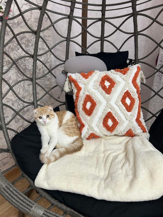 домашние животное