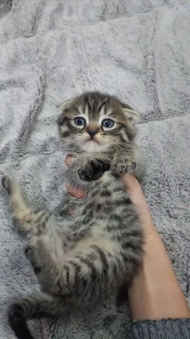 Мейн кун отаси онаси скоттиш фолд