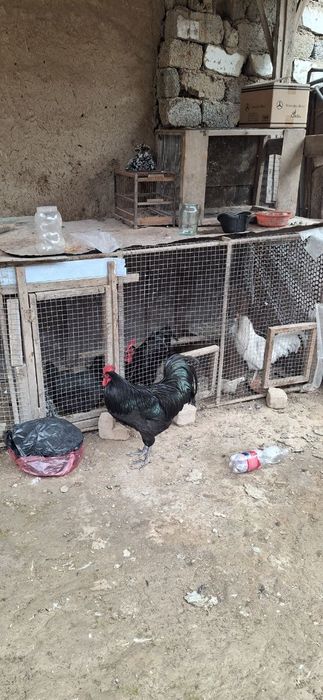 Qora zotdor horoz sotiladi