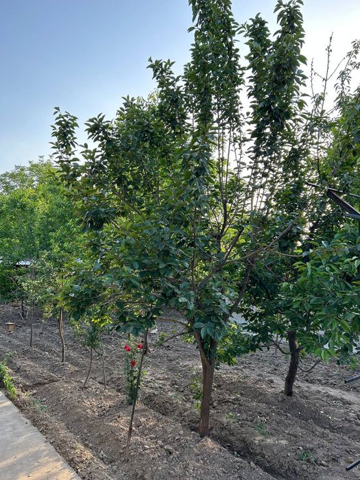 УЙ СОТИЛАДИ  срочно 8 сотх