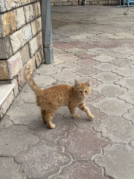 Meyn kun uy mushugi òrgatilgan