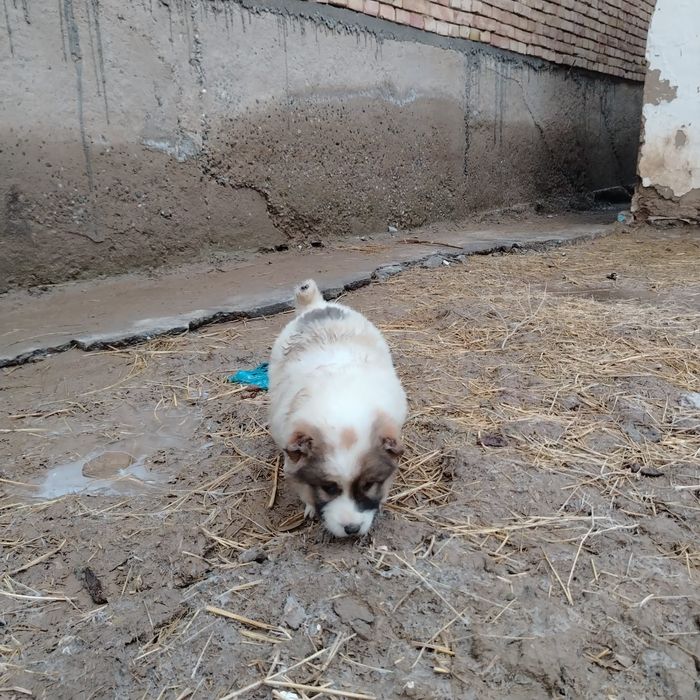 Күшіктер сатылады