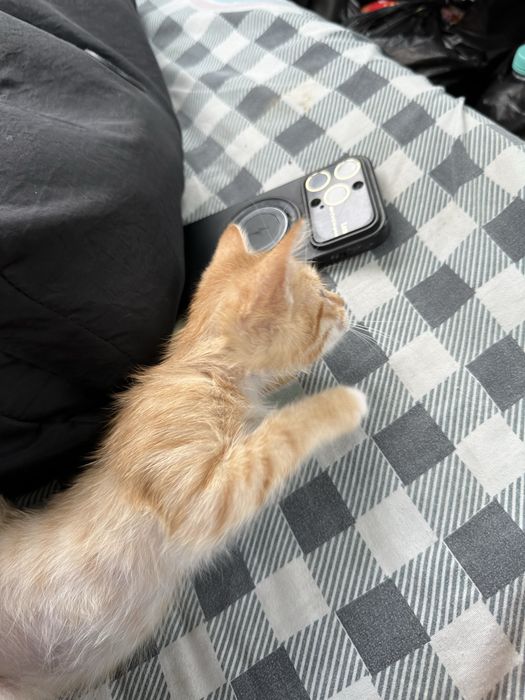 Отдам котенка в хорошие руки