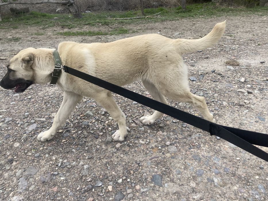 Продам двух алабаев хороших кровей