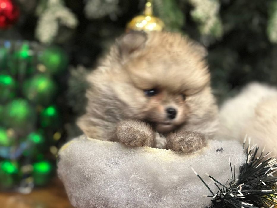 Собака шпинс малики