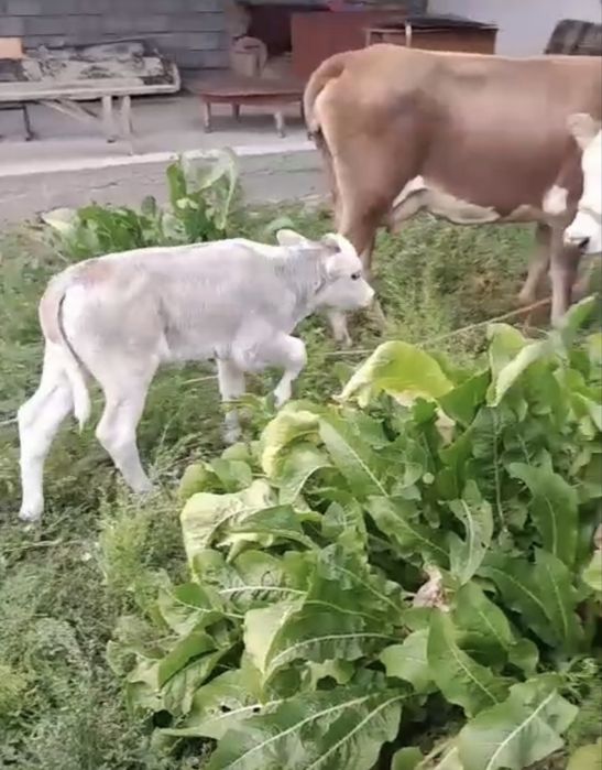 Продам телёнка тёлочку