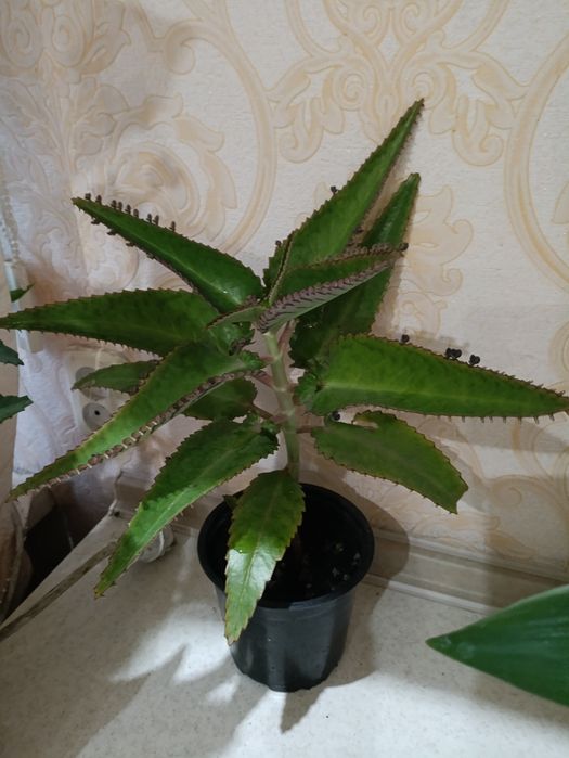 Каланхоэ лечебный