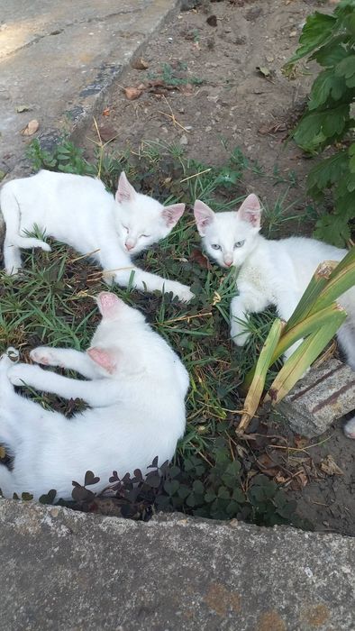 Подарявам котета