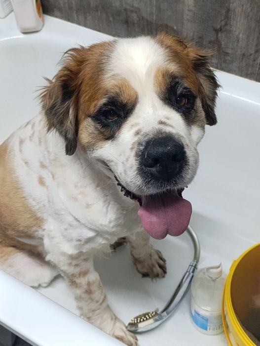 Ищу дом и  доброго человека для Сони.