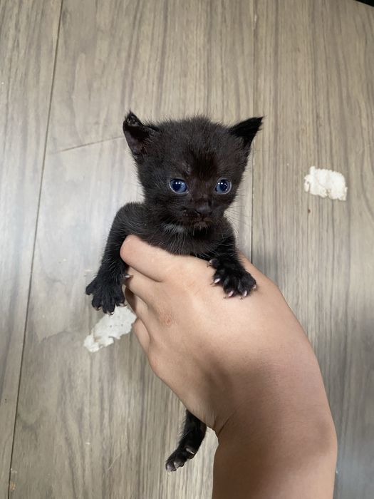 Отдам в хорошие руки